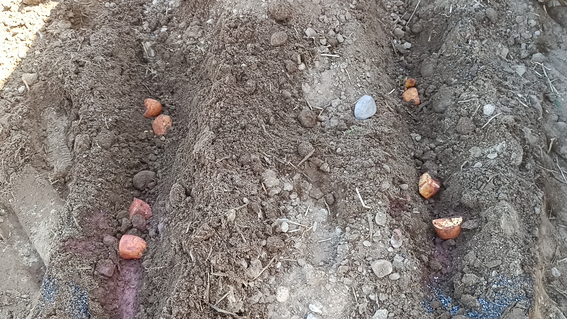 Afyonkarahisar'da Patates Ekimi Başladı