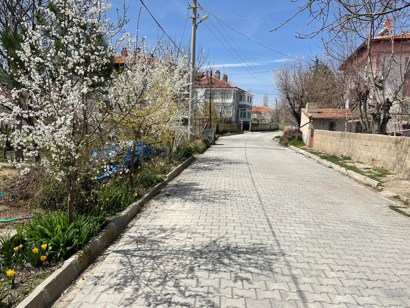 Ağaçlar Baharın Müjdecisi Olarak Rengarenk Çiçek Açtı