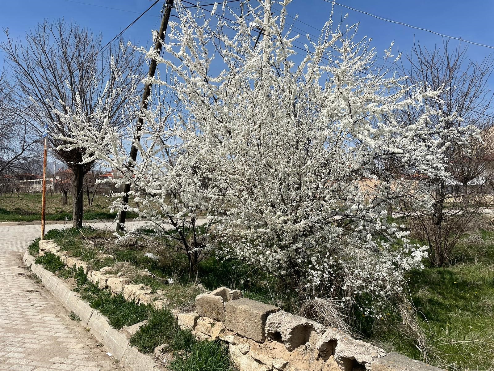 Ağaçlar Baharın Müjdecisi Olarak Rengarenk Çiçek Açtı