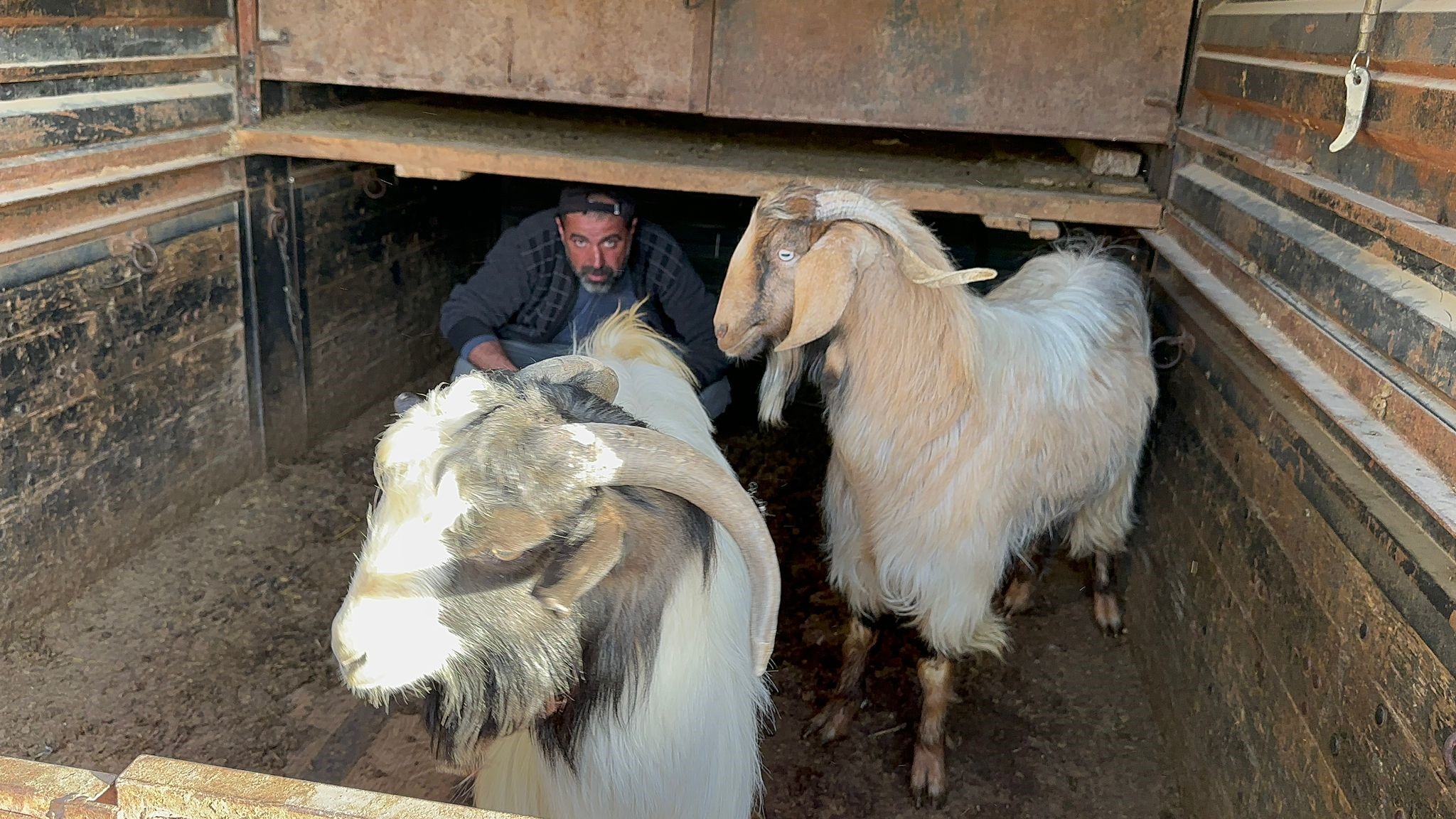 Çalınan Keçileri Jandarma Buldu
