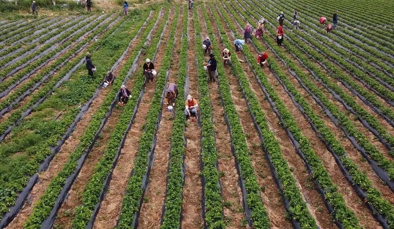 Kilosu 50 TL'ye kadar düştü: Çilekte açıkta hasat zamanı