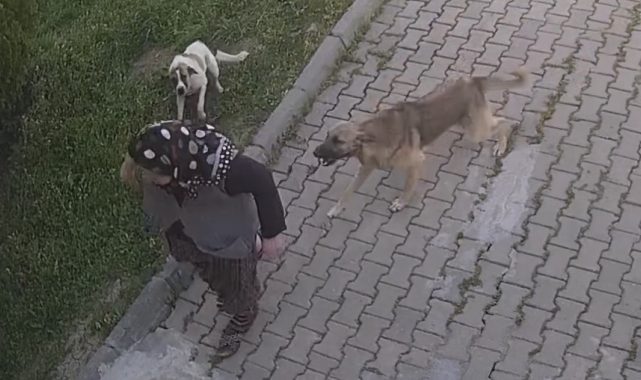 Başıboş Köpek Dehşeti!