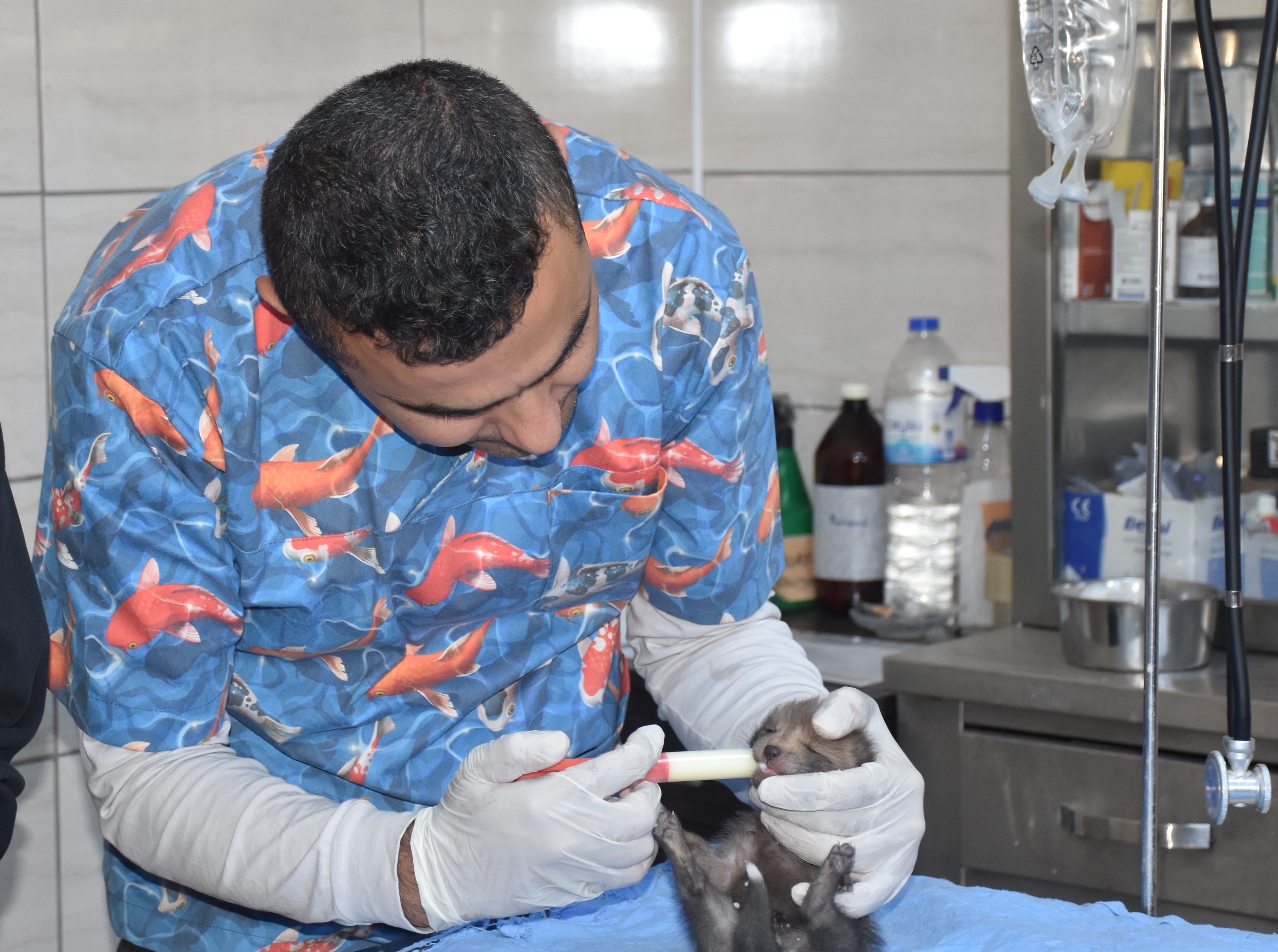 Öksüz Kalan İki Kızıl Tilki Yavrusu Üniversiteye Emanet