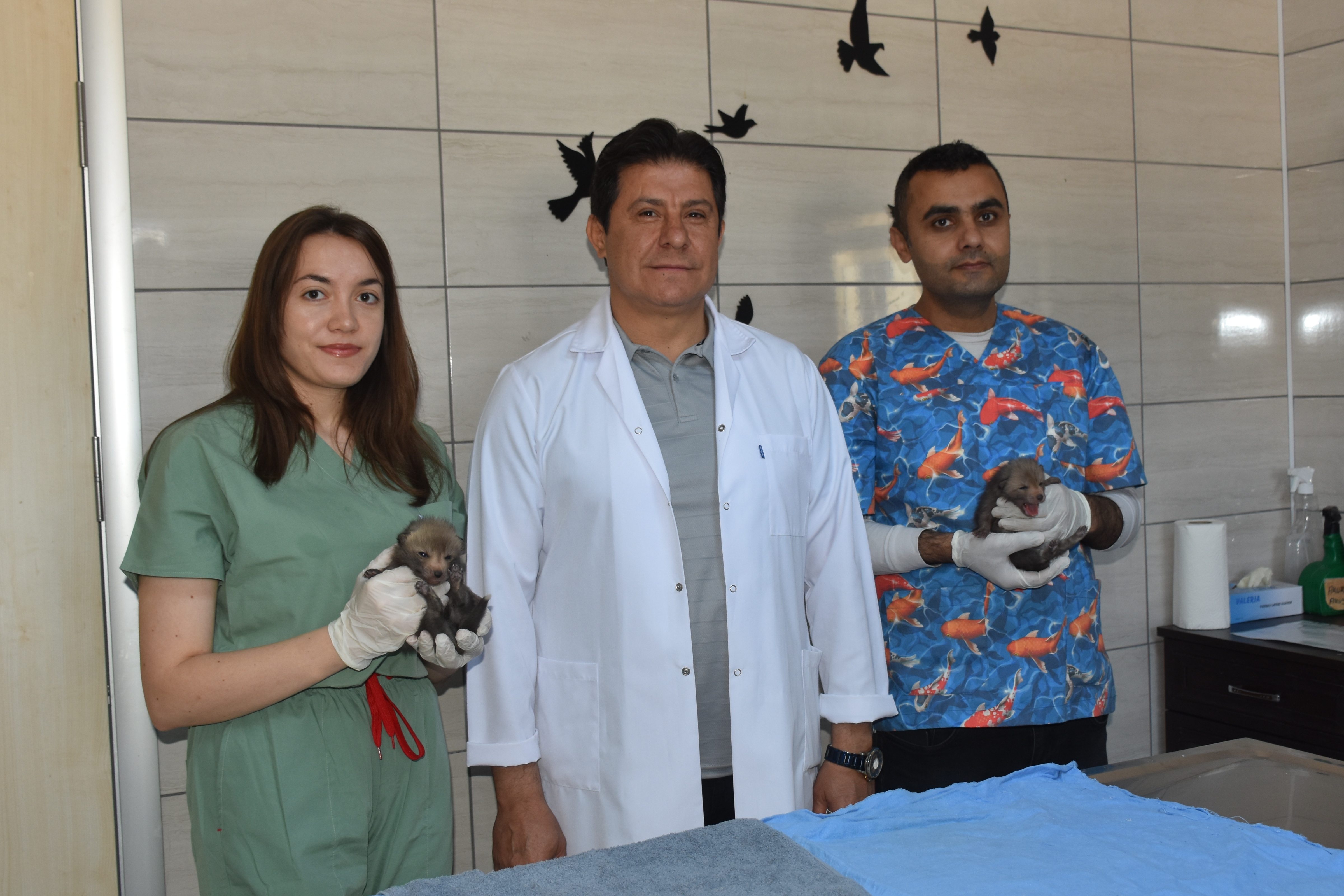 Öksüz Kalan İki Kızıl Tilki Yavrusu Üniversiteye Emanet