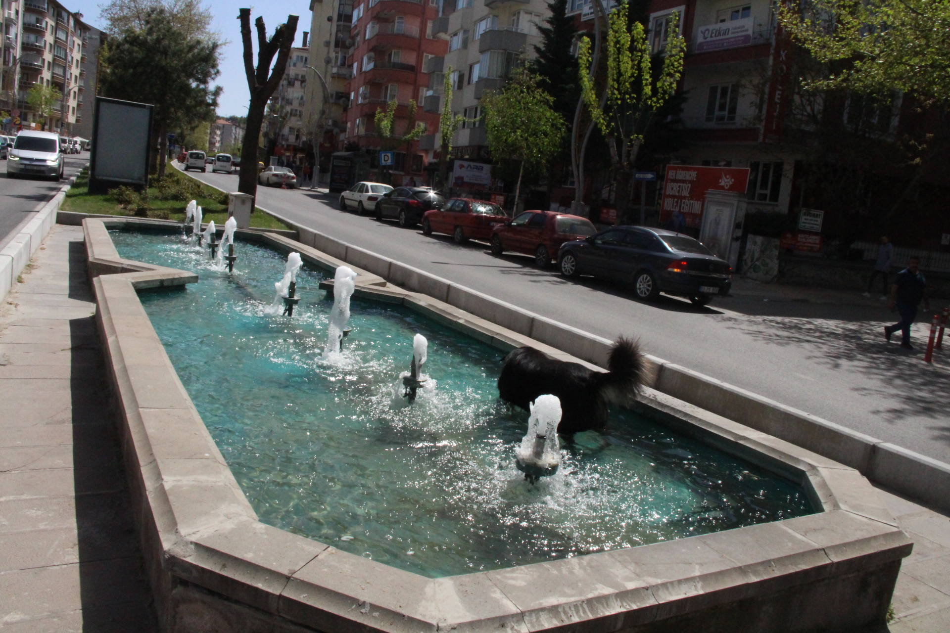 CAN DOSTU KENDİNİ SÜS HAVUZUNA ATTI