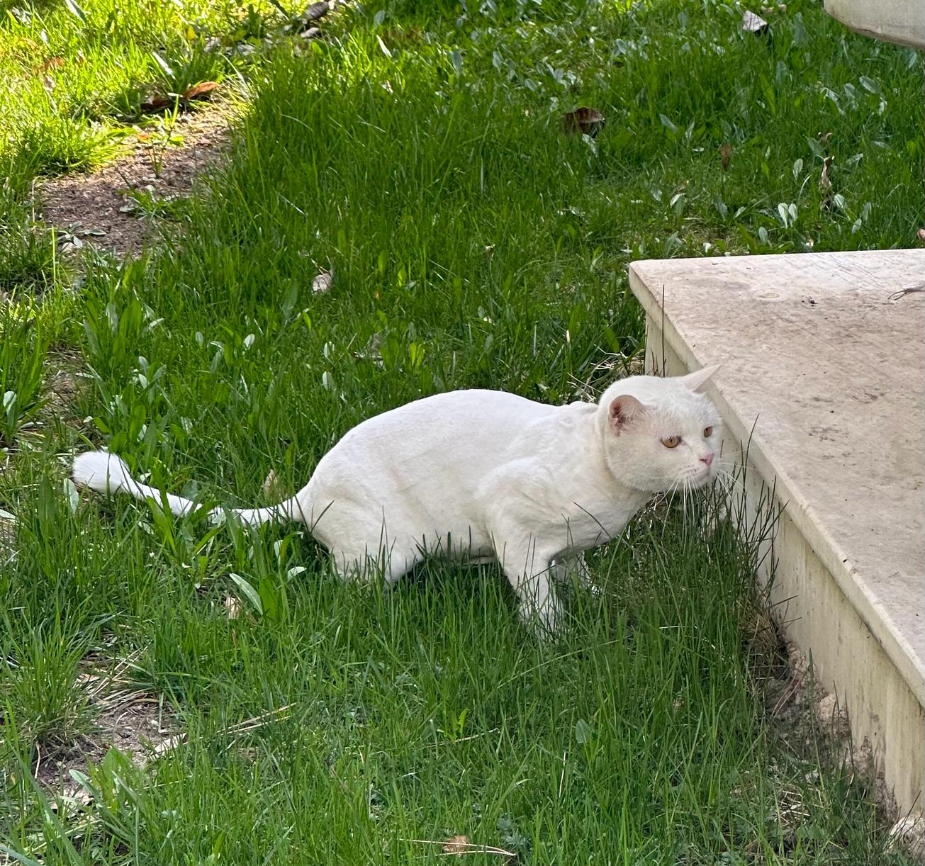 KAYIP KEDİ “JELİBON” SAHİBİNE KAVUŞTU