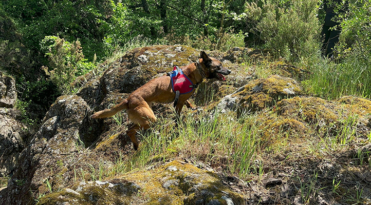 Korhan Berzeg'in Kafatası ile Ayak Kemikleri Aranıyor: Kadavra Arama Köpeği 'Duman', 1 Kemik Parçası Daha Buldu