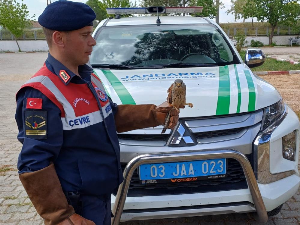 Jandarma Gözüyle Doğaya İlk Yardım: Ekiplerin Bulduğu Yaralı Doğan Koruma Altına Alındı