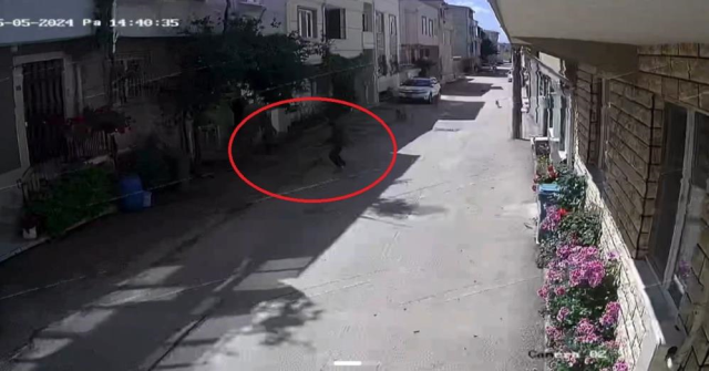 Sahipsiz Köpekler Korku Saçtı!