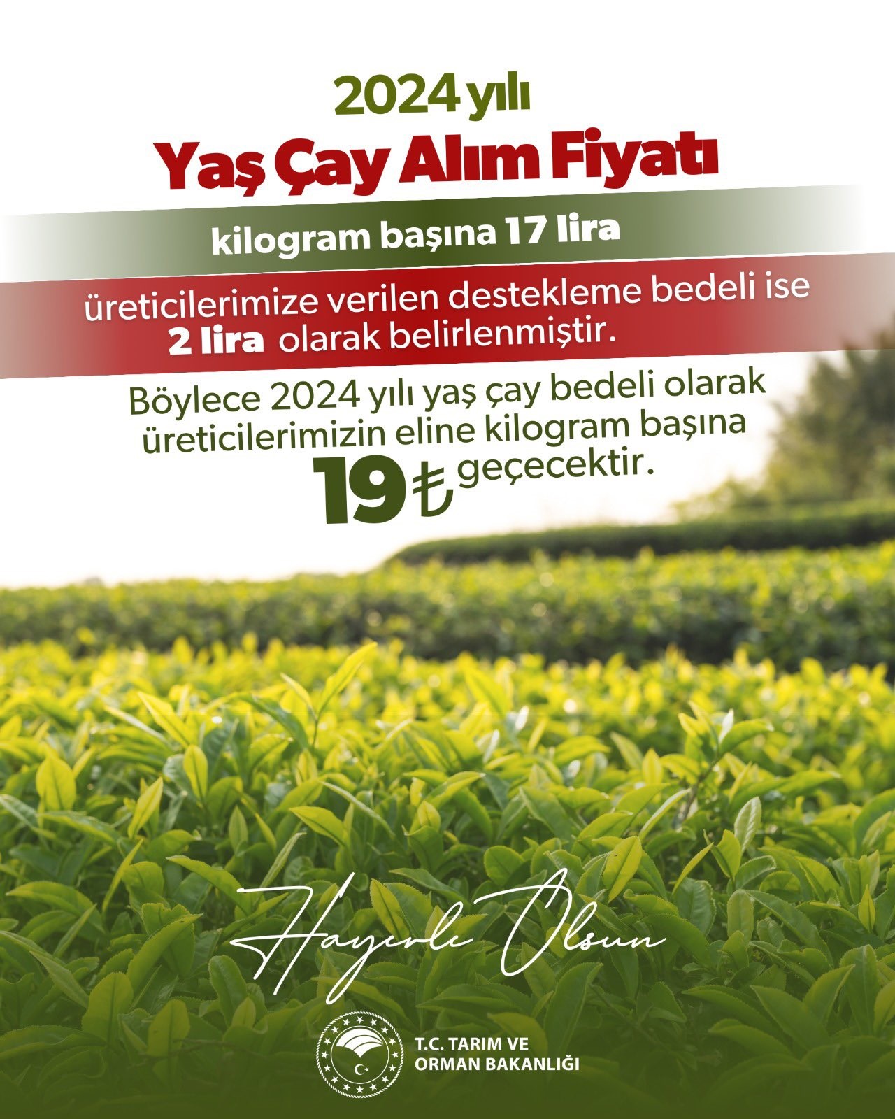 2024 YILI YAŞ ÇAY ALIM FİYATI BELLİ OLDU