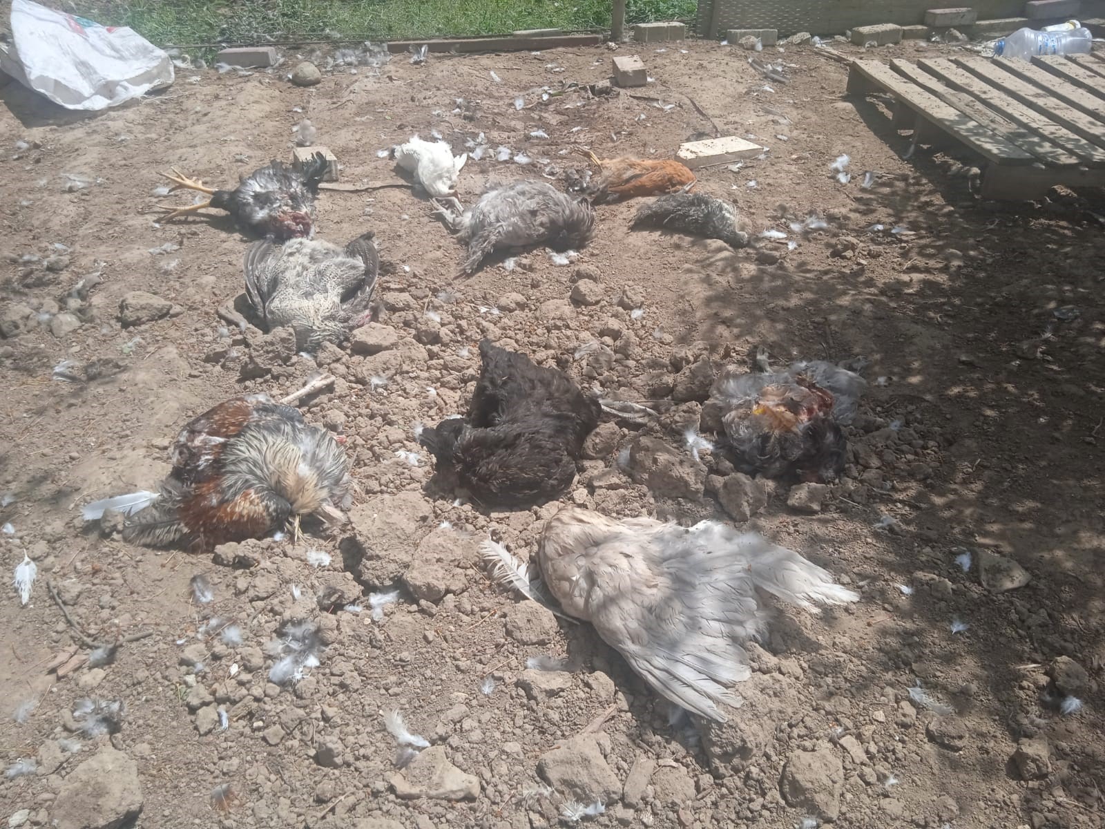 Sokak Köpekleri En Acı Anneler Günü Hediyesini Verdi