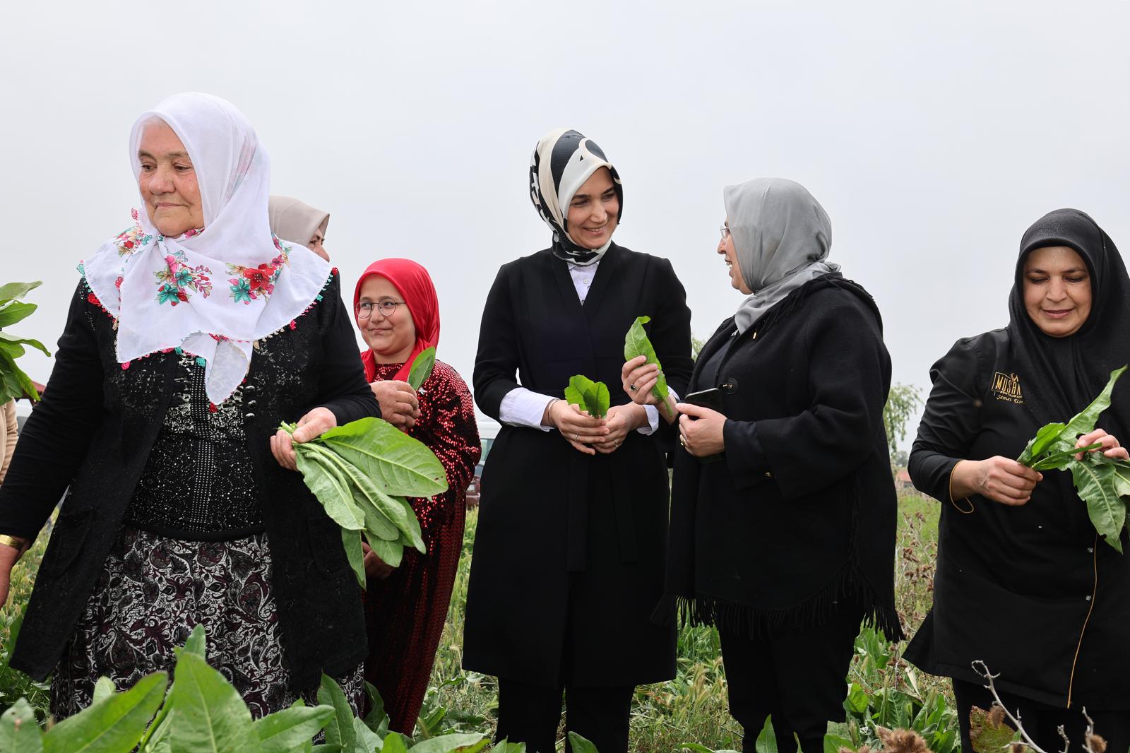 'Devlet Ana' Kolları Sıvadı! Kadınlarla Coğrafi İşaret Tescilli "İlibada Dolması" Sardı