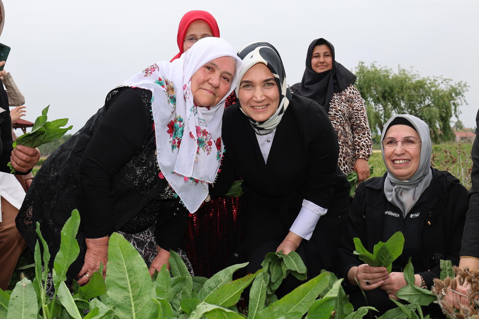 'Devlet Ana' Kolları Sıvadı! Kadınlarla Coğrafi İşaret Tescilli "İlibada Dolması" Sardı