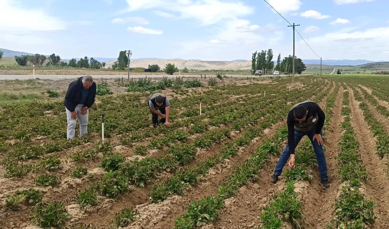 Tarım Müdürlüğü Ekipleri Sahada İncelemelere Devam Ediyor
