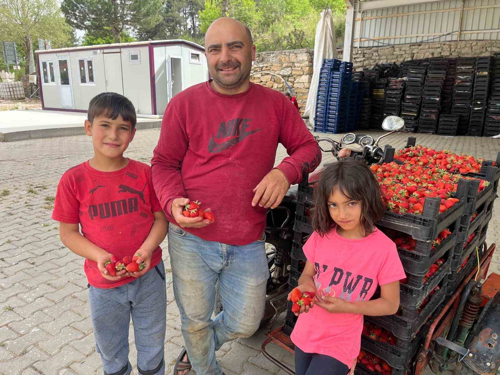 ÇİLEK ÜRETİCİNİN YÜZÜNÜ GÜLDÜRDÜ