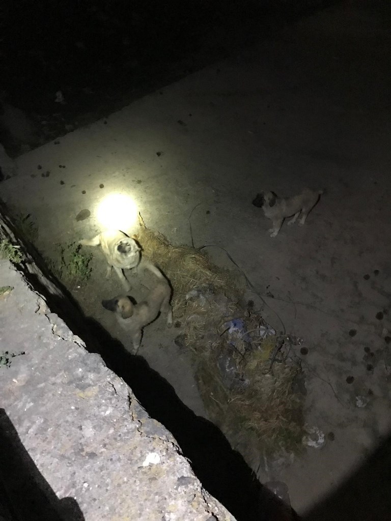 ÇAY YATAĞINDA MAHSUR KALAN KÖPEKLERİ İTFAİYE KURTARDI