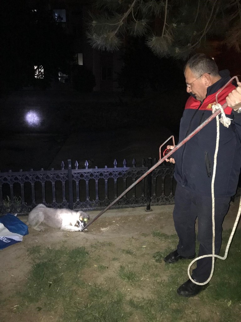 ÇAY YATAĞINDA MAHSUR KALAN KÖPEKLERİ İTFAİYE KURTARDI