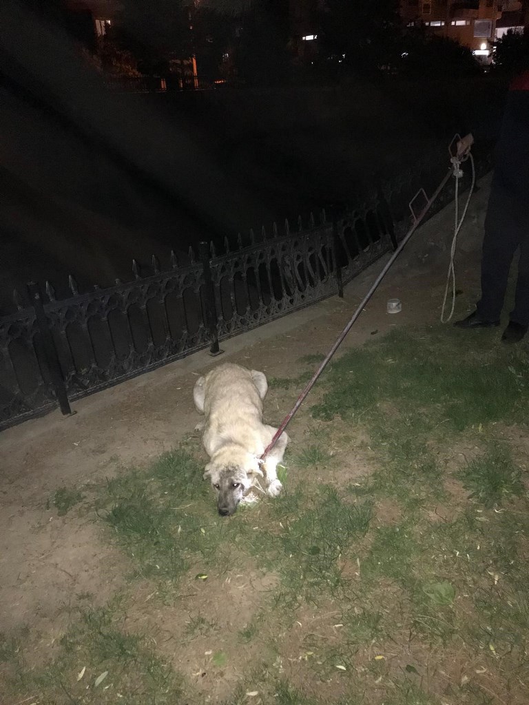 ÇAY YATAĞINDA MAHSUR KALAN KÖPEKLERİ İTFAİYE KURTARDI