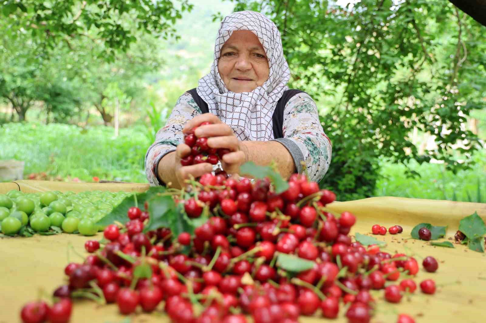 ERKENCİ KİRAZDA HASAT BAŞLADI