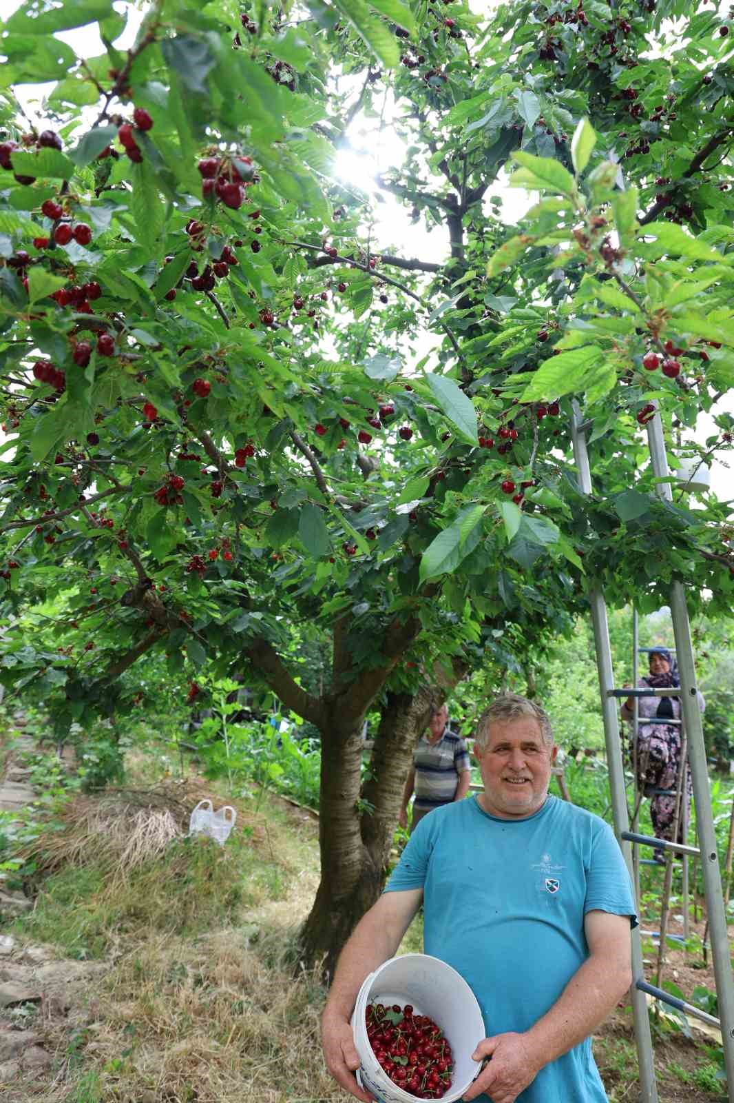 ERKENCİ KİRAZDA HASAT BAŞLADI