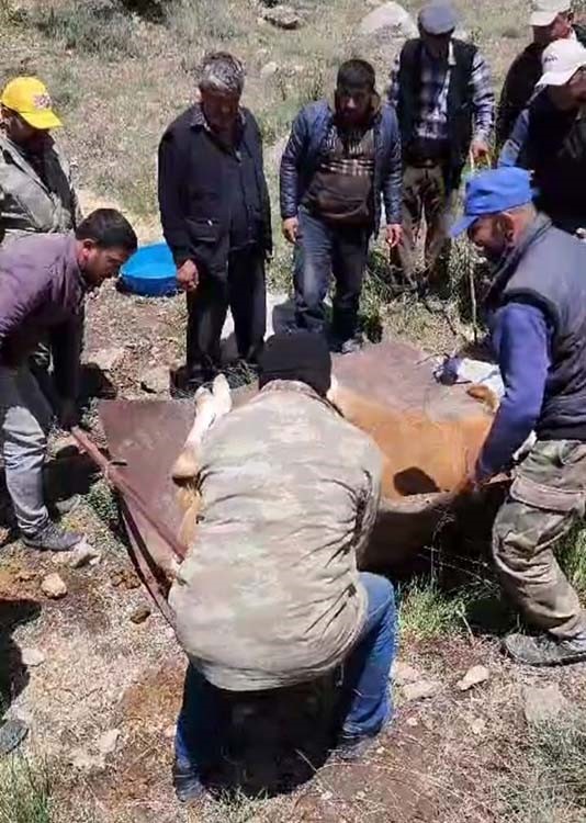 Köylülerden İnek Kurtarma Operasyonu! Köylüler gebe ineği yaklaşık 3 kilometre taşıyarak kurtardı