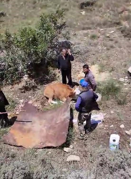 Köylülerden İnek Kurtarma Operasyonu! Köylüler gebe ineği yaklaşık 3 kilometre taşıyarak kurtardı