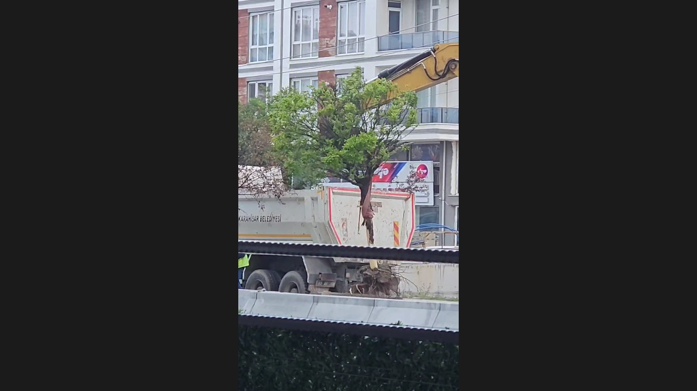 Afyon'da Kökünden Sökülen Ağaçlar Tepki Çekti