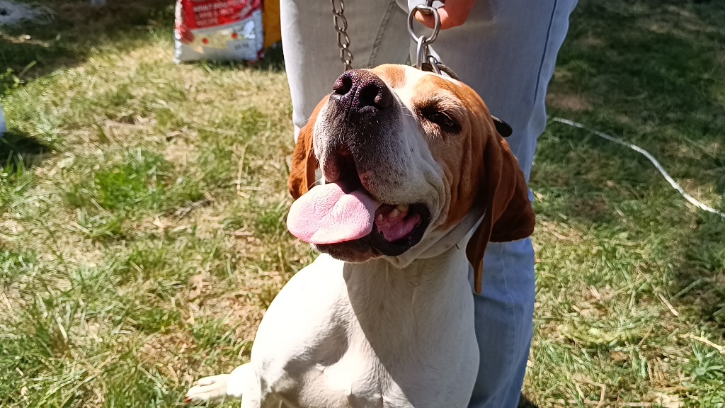 FERMALI AV KÖPEKLERİ MERA YARIŞMASI DÜZENLENDİ