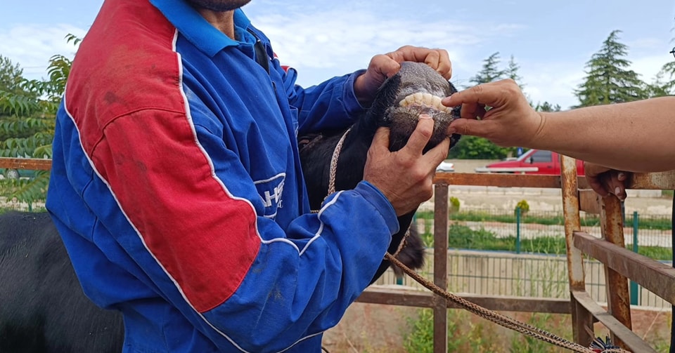 Tarım Ve Orman Müdürlükleri İle Jandarma’dan Ortak Denetim