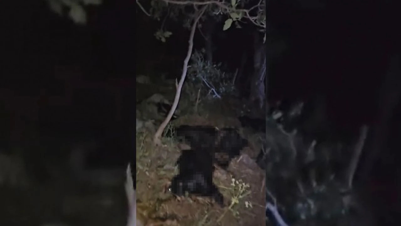 Uludere’de Yıldırım Düştü: 140 Küçükbaş Hayvan Telef Oldu