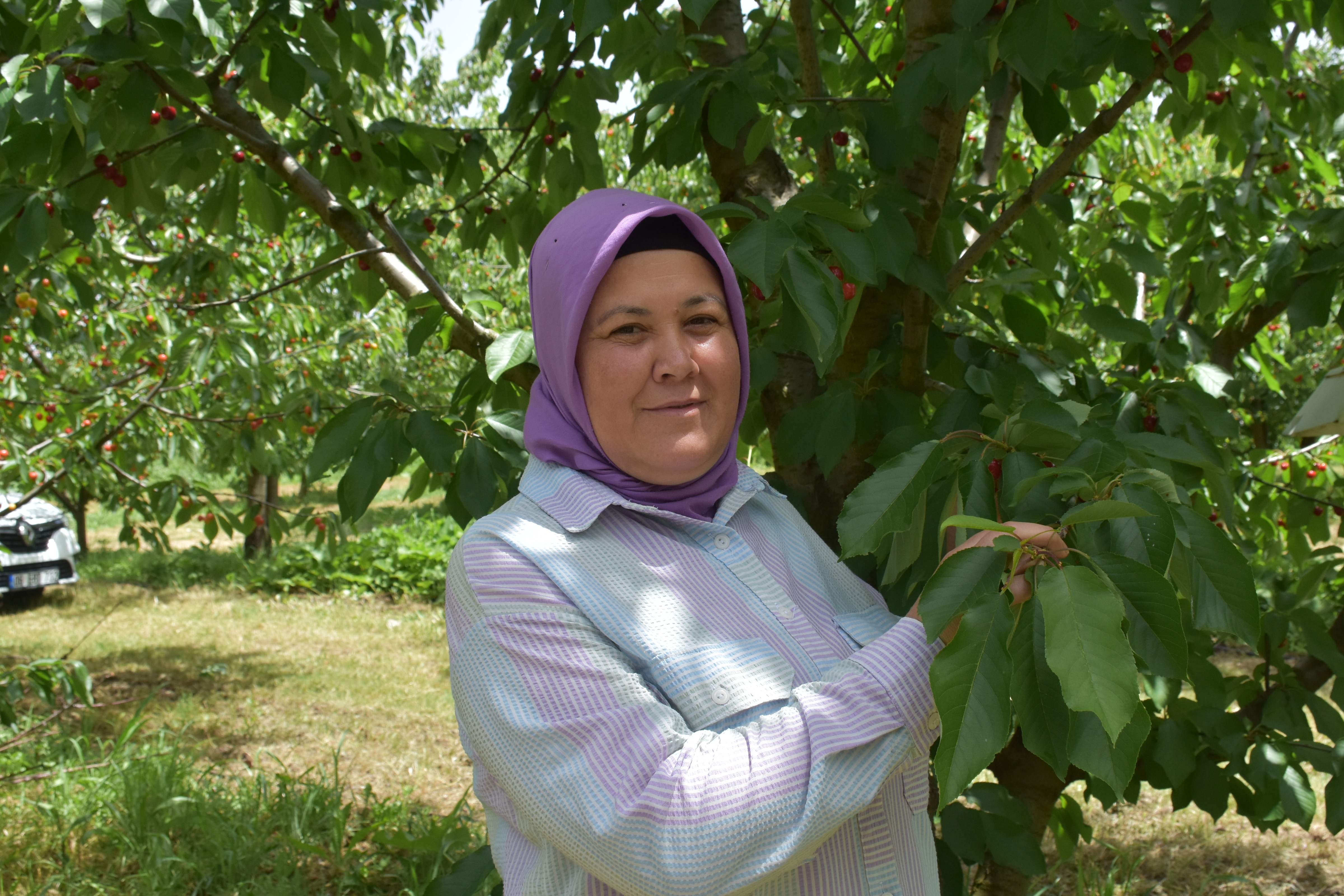 Vali Yiğitbaşı: "Burası Kiraz ve Vişnenin Merkezi"