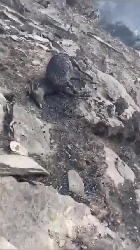 Yangında Yürek Yakan Görüntü: Koyun sürüsü alevlerin arasında kaldı