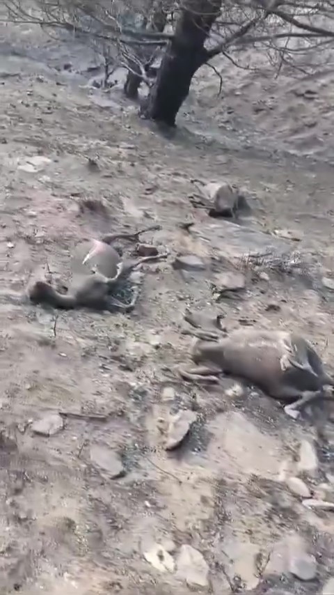 Yangında Yürek Yakan Görüntü: Koyun sürüsü alevlerin arasında kaldı