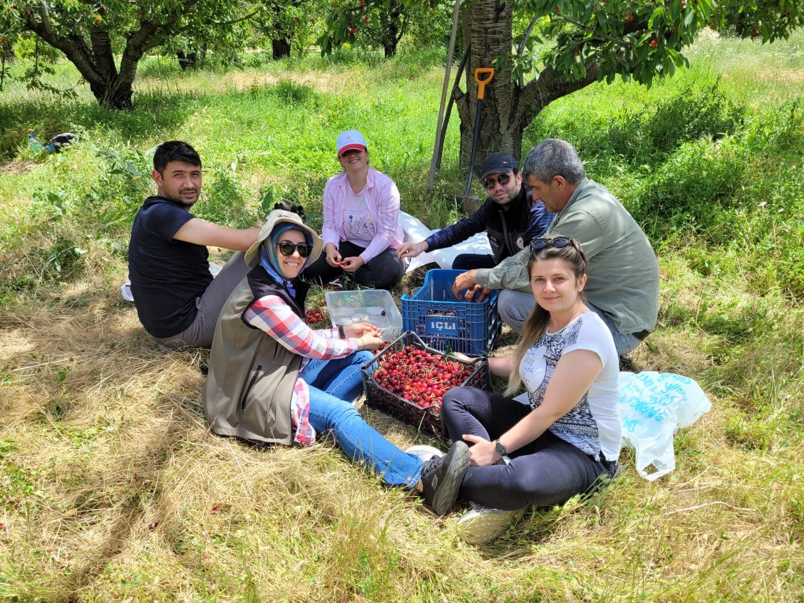 Afyon'un Kirazı Tarım Ekiplerine Emanet