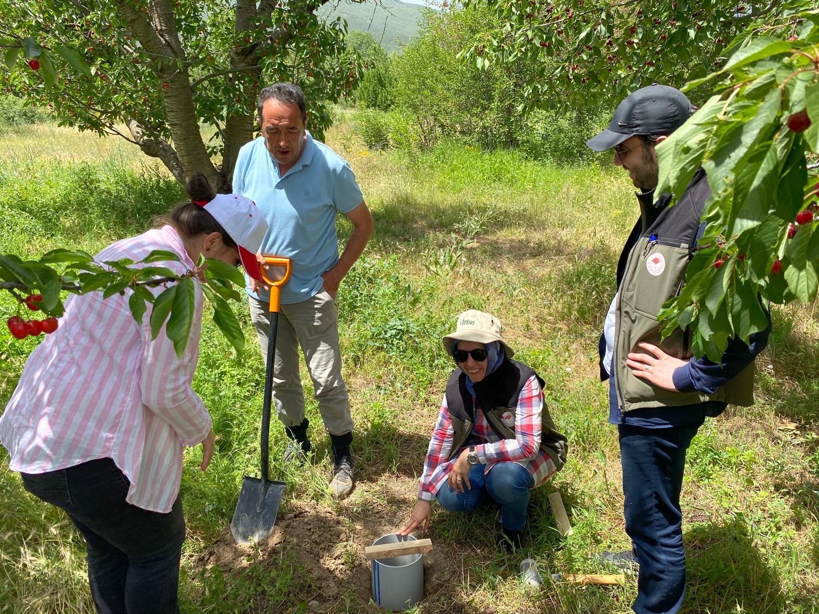 Afyon'un Kirazı Tarım Ekiplerine Emanet
