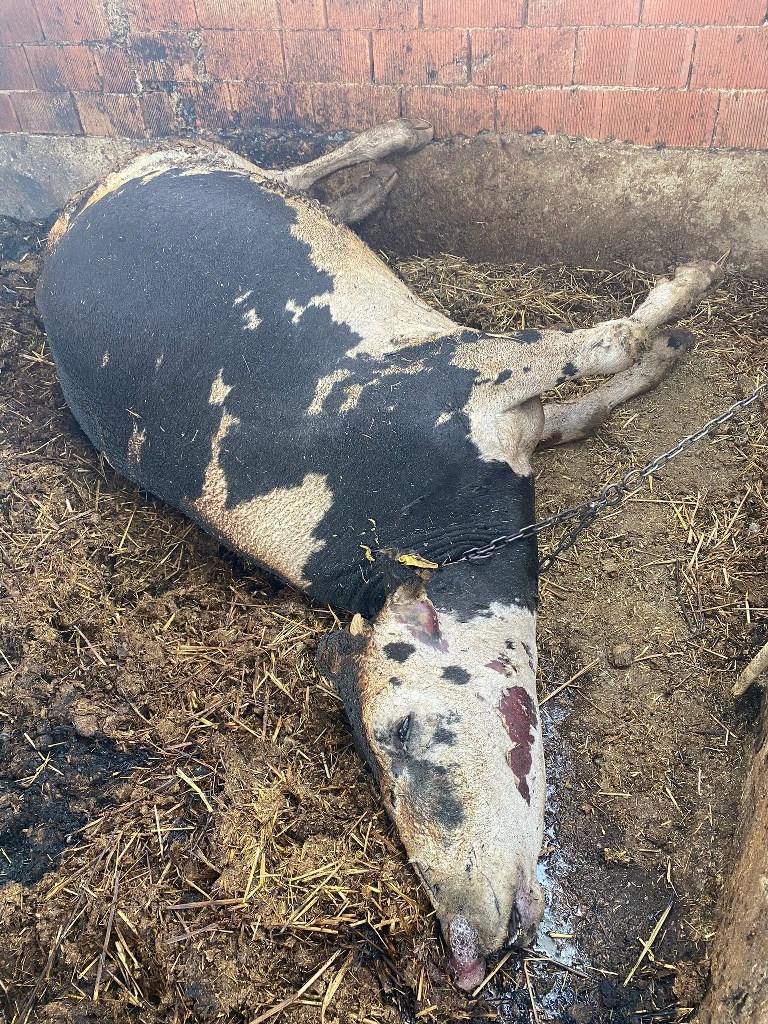 4 EV, 1 AĞIL, 2 MOTOSİKLET, 1 TRAKTÖR, 1 İŞ MAKİNESİ KÜL OLDU