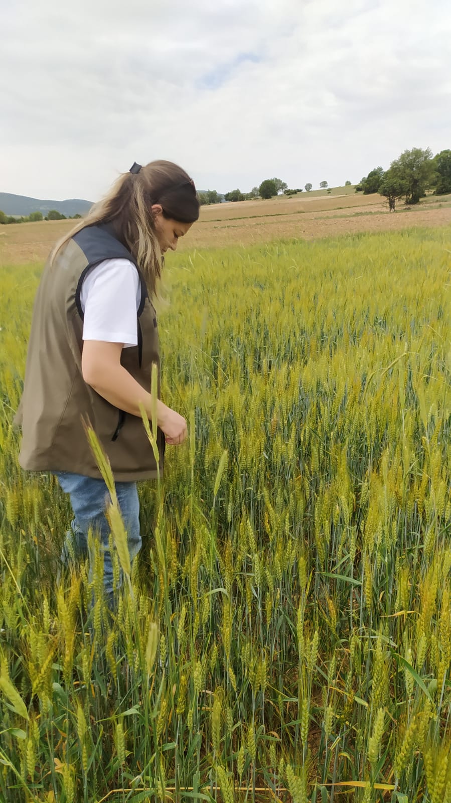 Ekipler ‘Tarladayız’ Başlığıyla Paylaştı Çiftçiler Bilgilendirilirken Denetlendi