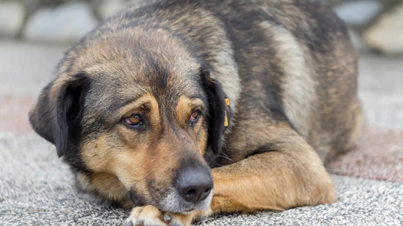 Kulis: Sahipsiz köpeklerle ilgili düzenlemeden vazgeçilmiyor, ötenazi de ısrar sürüyor
