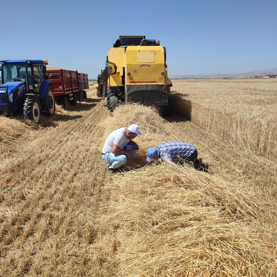 Biçerdöver Kontrolleri Devam Ediyor: Dazkırı ve Çay İlçelerinde hasat kontrolleri devam ediyor