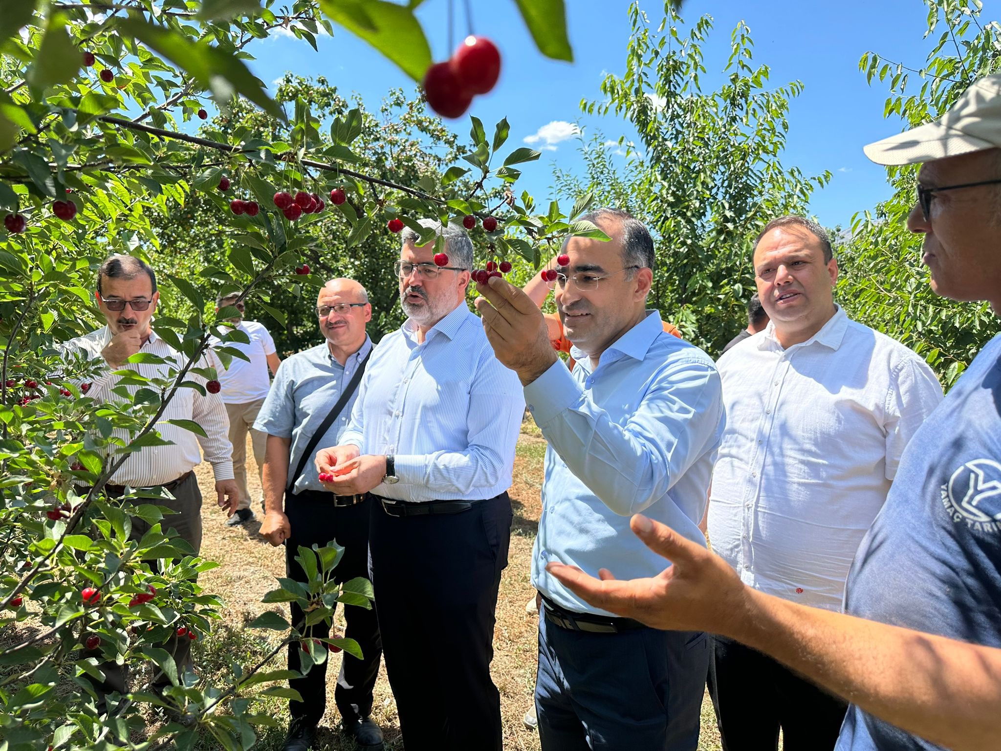 AK Parti Milletvekillerinden Kiraz Hasadı Paylaşımı