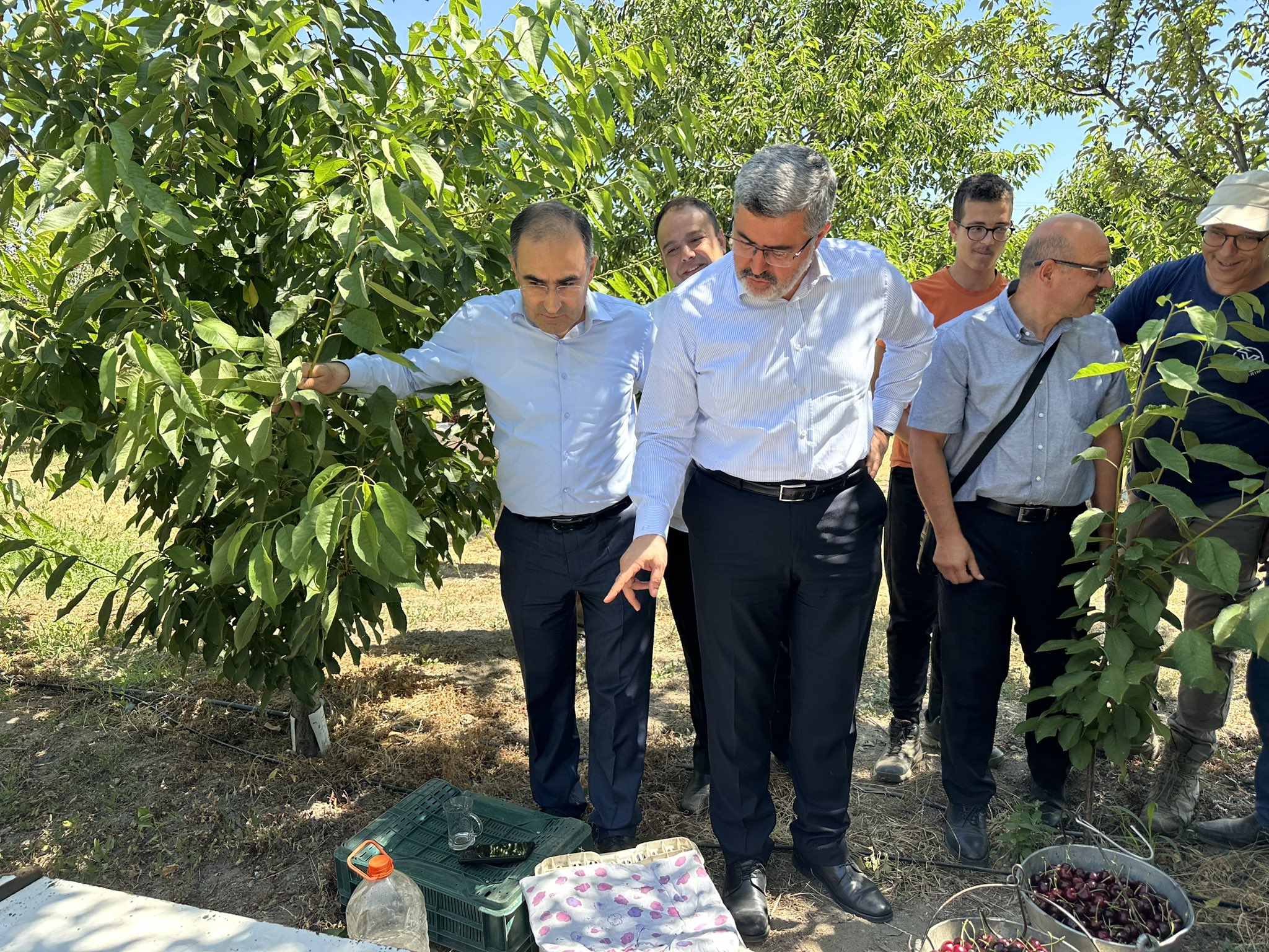 AK Parti Milletvekillerinden Kiraz Hasadı Paylaşımı