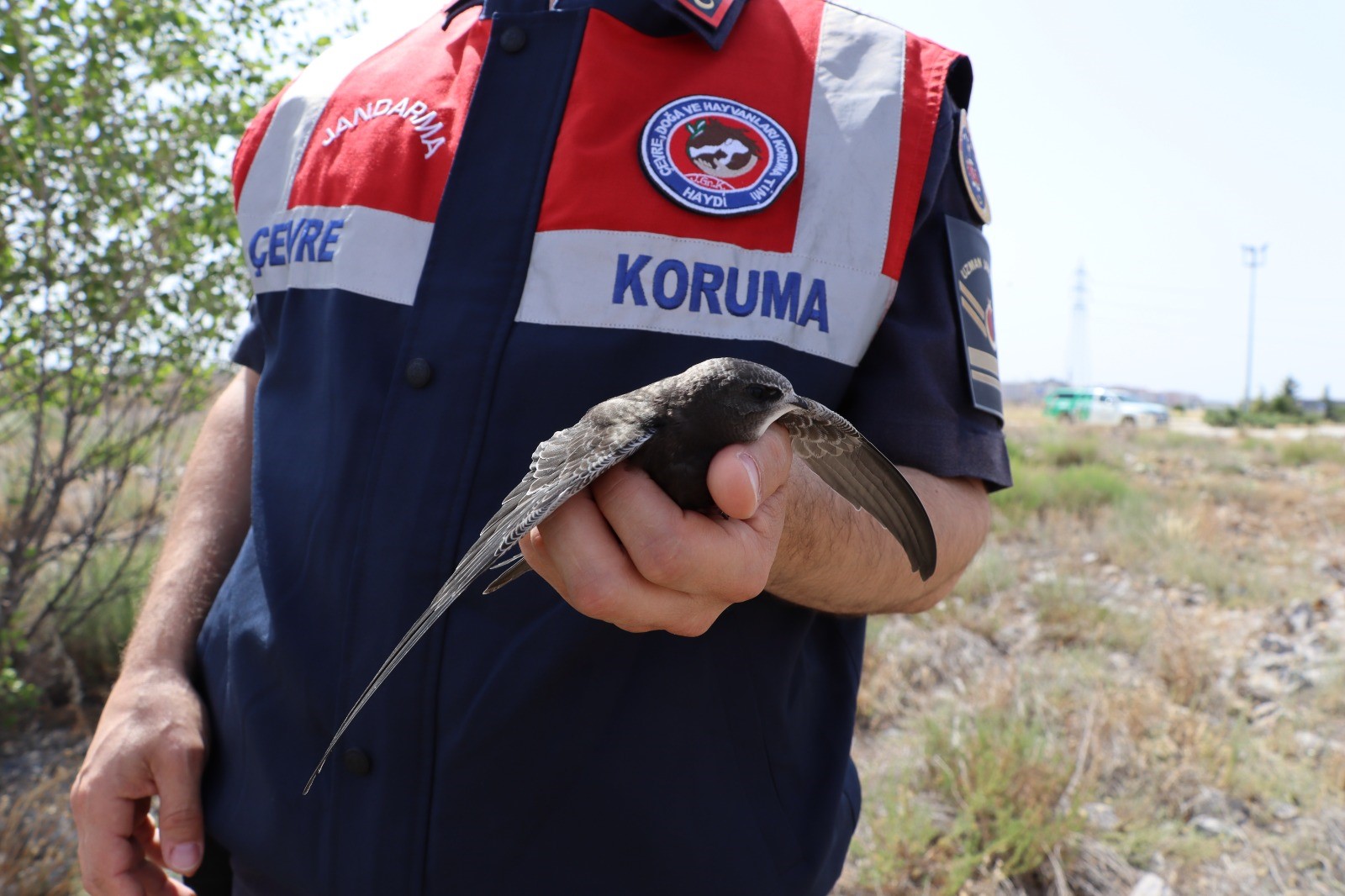 Yaralı ‘Ebabil’ Koruma Altına Alındı