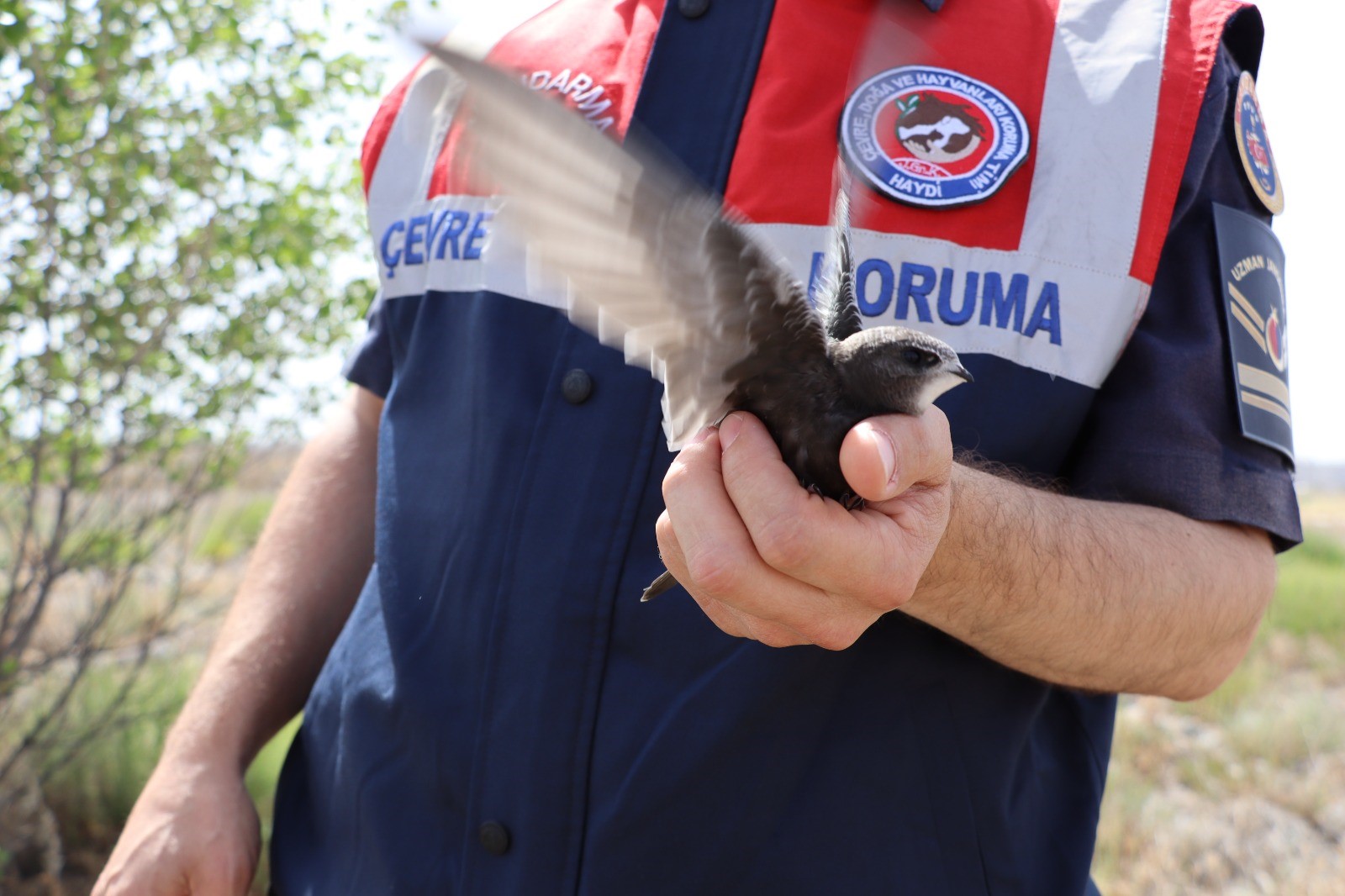 Yaralı ‘Ebabil’ Koruma Altına Alındı