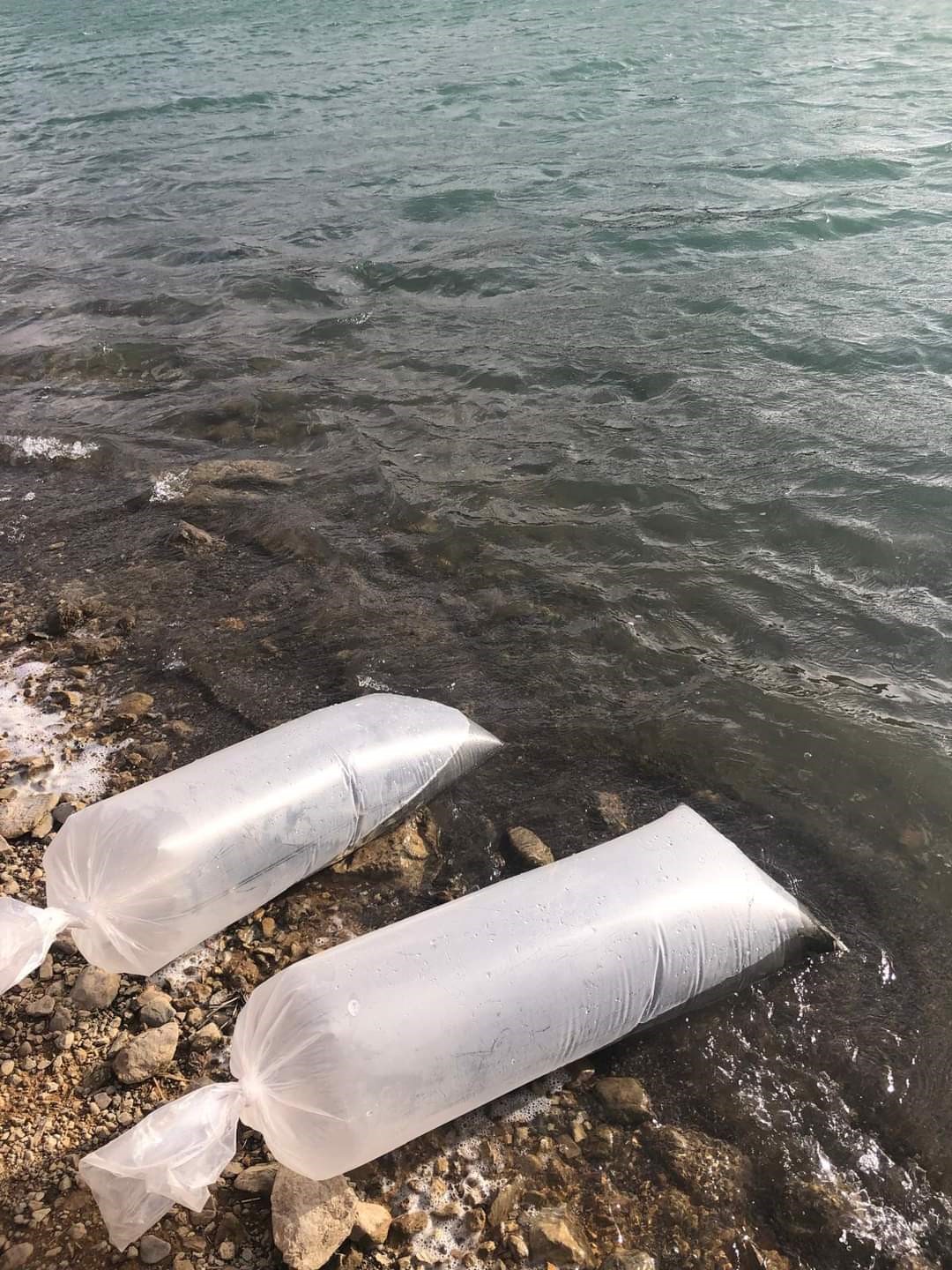 Şuhut’taki Göletlere, 73 Bin Adet Yavru Sazan Balığı Bırakıldı