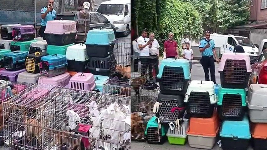 Pes Dedirtti!: Sözde hayvansever kadın 85 kediyi ölüme terk etti