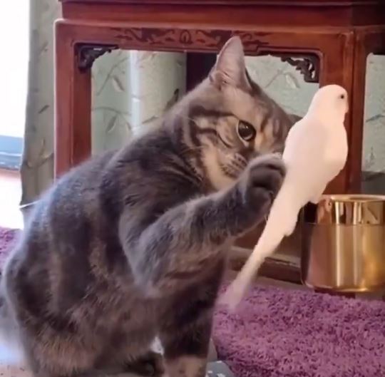SOSYAL MEDYADA MUHABBET KUŞU İLE KEDİNİN OYUNU VİRAL OLDU