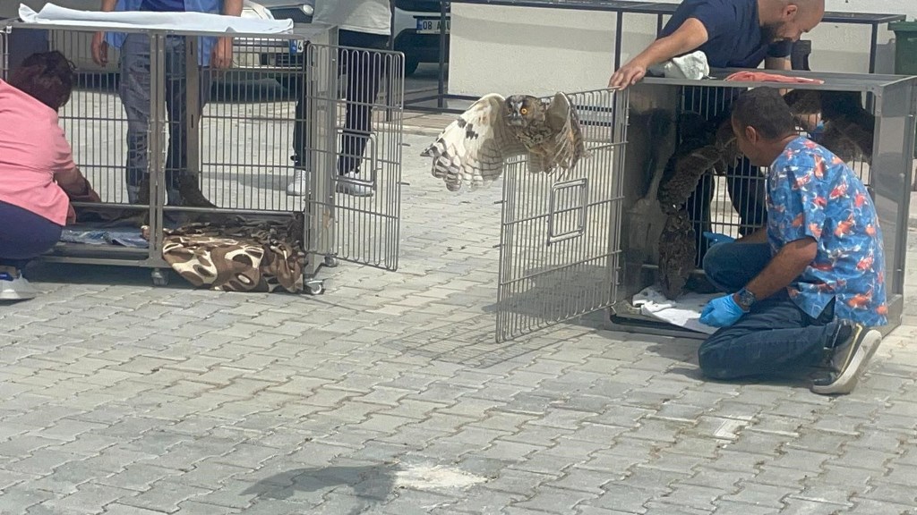 AFYON'DA TEDAVİLERİ TAMAMLANAN KUŞLAR DOĞAYA SALINDI