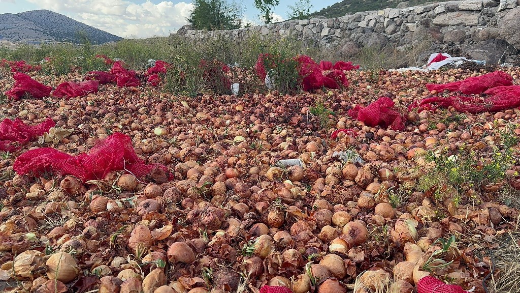 2 TON KURU SOĞANI BOŞ ARAZİYE DÖKÜP GİTTİLER