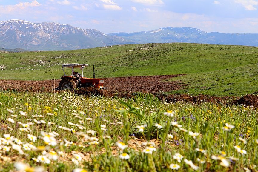 Raflarda fiyatlar fırladı: Aşırı sıcak tarlaları vurdu, ürünler köklerinden yandı