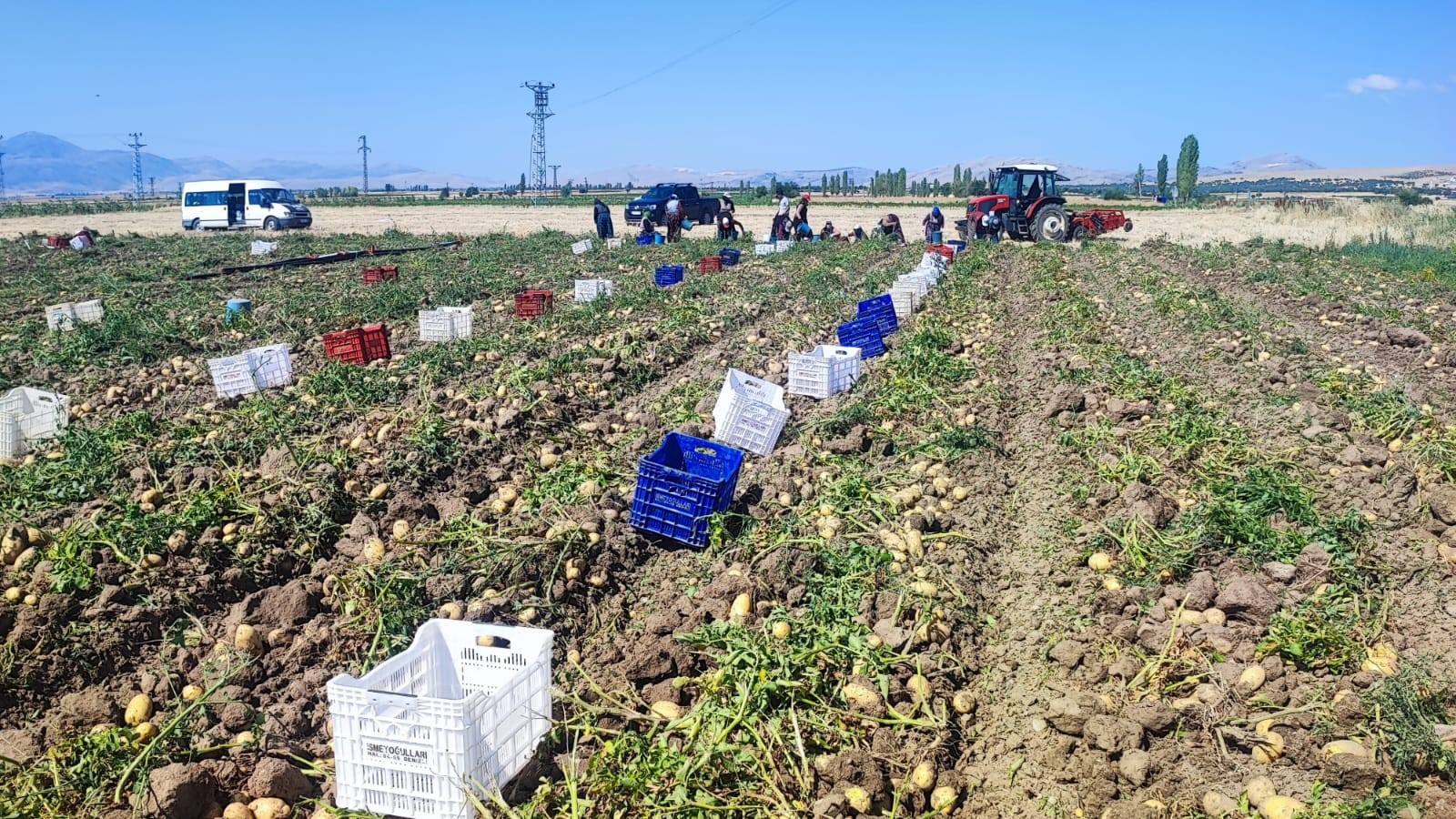 Dinar’da Patates Hasadı Başladı!